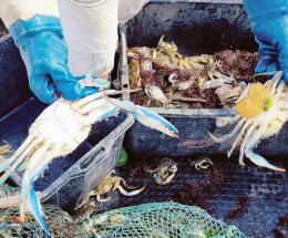 "Il Delta sta per restare senza vongole"