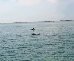 Emozione a Porto Levante: due delfini tra i flutti