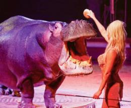 Arriva il circo di Paolo Orfei 1 settembre fino al 10