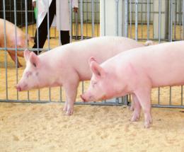La peste suina fa paura: nuove regole