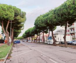 Giù i 62 alberi di Corso Garibaldi