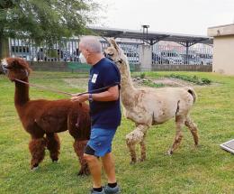 Alpaca: il preferito dai nonni!