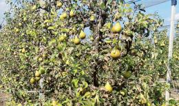 "Spariti oltre 100 milioni di alberi da frutto"