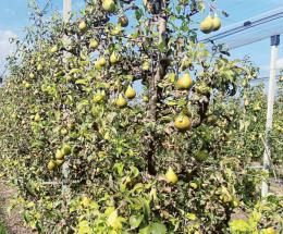 Sos per la frutta in via d’estinzione