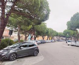 Avanti col taglio dei 62 pini