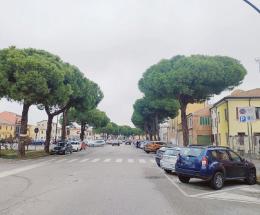 Taglio piante, cresce la tensione