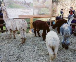 Vigilia a tu per tu con lama e alpaca