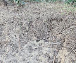 Bracconieri all'assalto della pineta