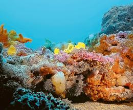 “Le Tegnue siano patrimonio dell'Unesco”