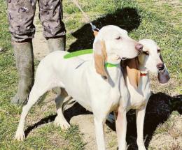 Raduno di tre giorni dei cani da lepre