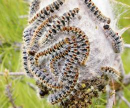 Processionaria: lotta al via