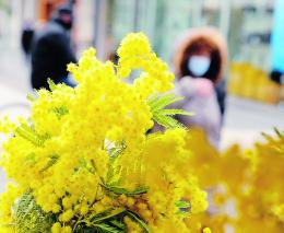 La mimosa non basta più