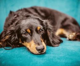 Cani ammazzati con l'antigelo, paese sotto choc