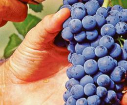 La vendemmia 2024 in rampa di lancio 