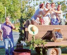 Rivive il rito della vendemmia
