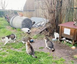 Troppi gatti, Una attacca il Comune