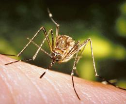 Il West Nile non molla la presa