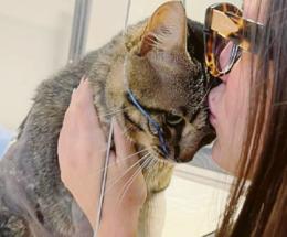 Picchia il gatto e lo uccide “è violento e pericoloso”