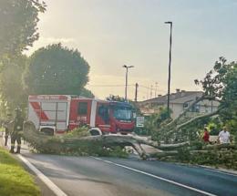Regionale per Adria 24 platani da abbattere
