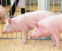 La Peste suina si avvicina al Polesine