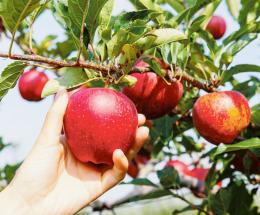 Per gli agricoltori redditi giù del 10%