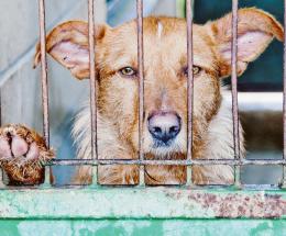 Traffico di animali in aumento