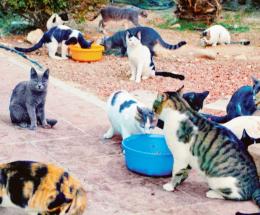 Gatti sequestrati, il caso in Regione