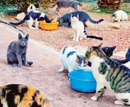 Gatti sequestrati, incontro l’11 novembre “Ma l’Una non ha mai ritirato le forniture”