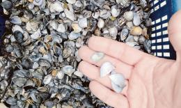 “Una miseria per la morìa di vongole dalla Regione”