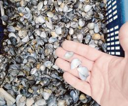 "Perso il 95% delle vongole, un disastro"