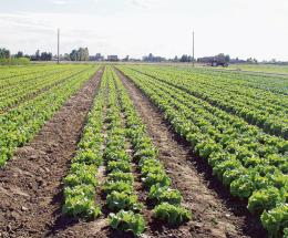 “Ecopol? Preoccupati per gli orti”