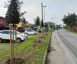 Otto nuovi lecci a Cantonazzo