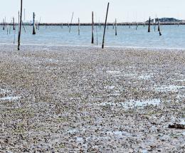 Un progetto per la Marinetta