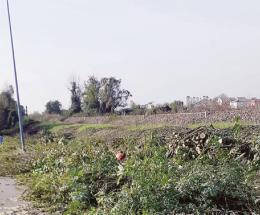 “Giù gli alberi, meno sicurezza”