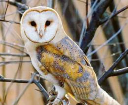 L'aviaria è qui: contagi tra la fauna selvatica