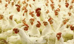 Si riaccende l'allarme aviaria