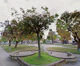 Nuovi alberi per piazza San Luca