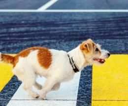 Falciata in strada, il cane dà l’allarme