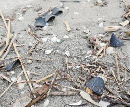 Spiagge di nuovo invase dai dischetti misteriosi