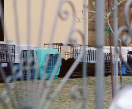 Trenta gatti in casa: sequestrati