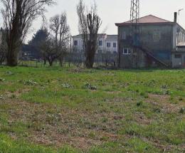 Colpi di carabina contro i gatti: “Dobbiamo fermare il mostro”