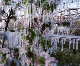 Frutta a rischio gelate tardive