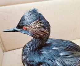 Sversamento, l’Arpav indaga