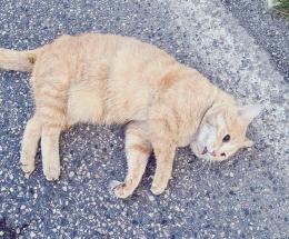 Bocconi avvelenati, muore gatto in Tassina