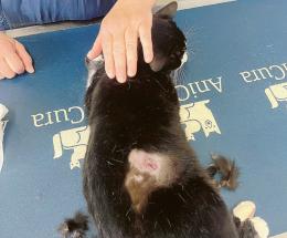Orrore e choc: micio preso a fucilate