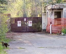 “Miagolii e mici randagi in zona ex manicomio”