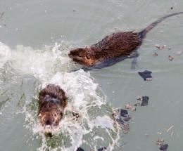 “Nutrie? Necessario intervenire”