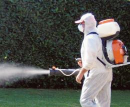Chikungunya, zanzare nel mirino