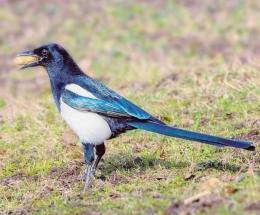 "Gli uccelli si mangiano i raccolti"