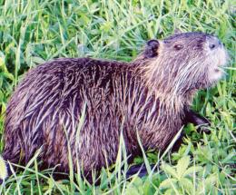 Arriva la app per segnalare tutte le nutrie del Polesine